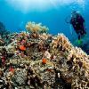Apo Island