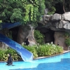 Asenia Resort Langkawi swimming pool 3
