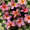 Bulgaria Resort Bali Spa Images Flower