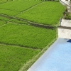 rice-paddies