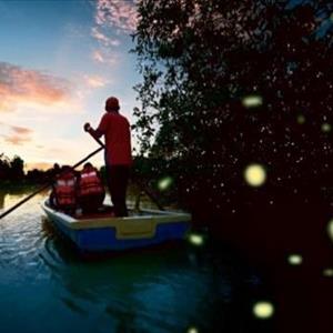 Mangrove Tour