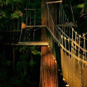 Treewalk Nightlights